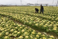 土壤快速分析儀在園藝種植中的應(yīng)用